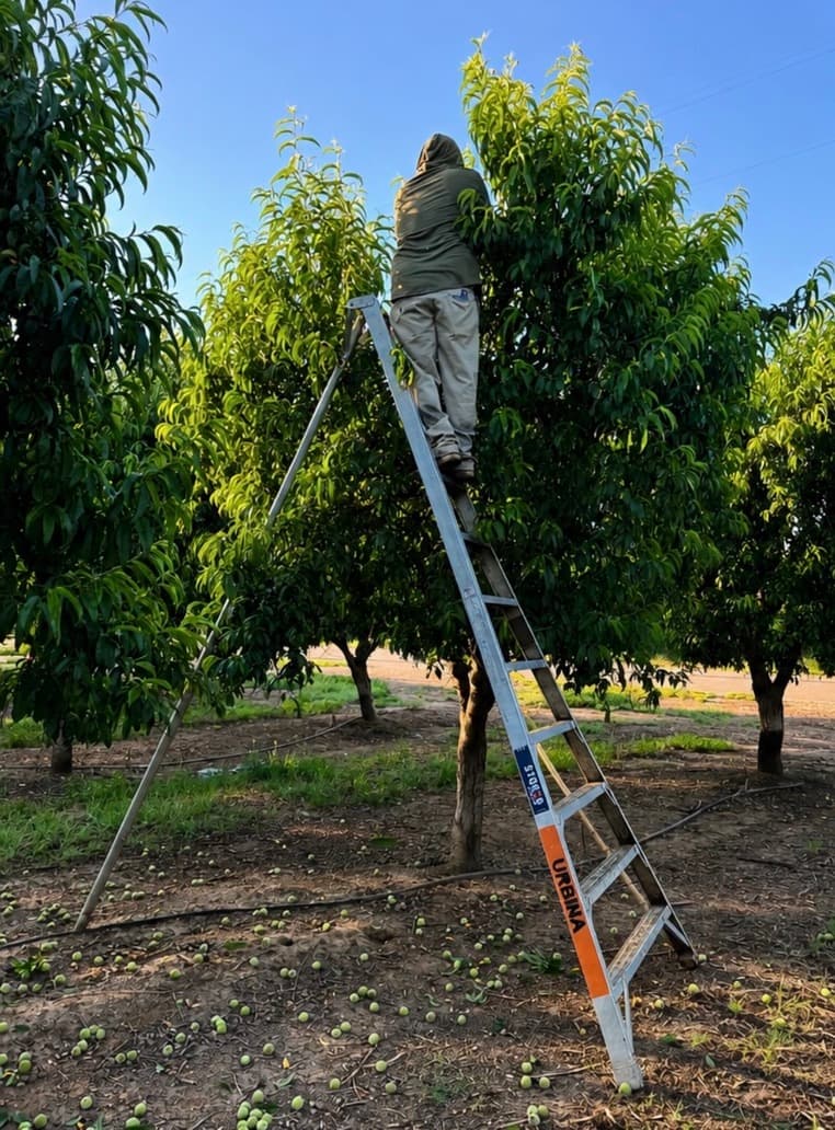 Urbina Farm Management crew at work, photo 1
