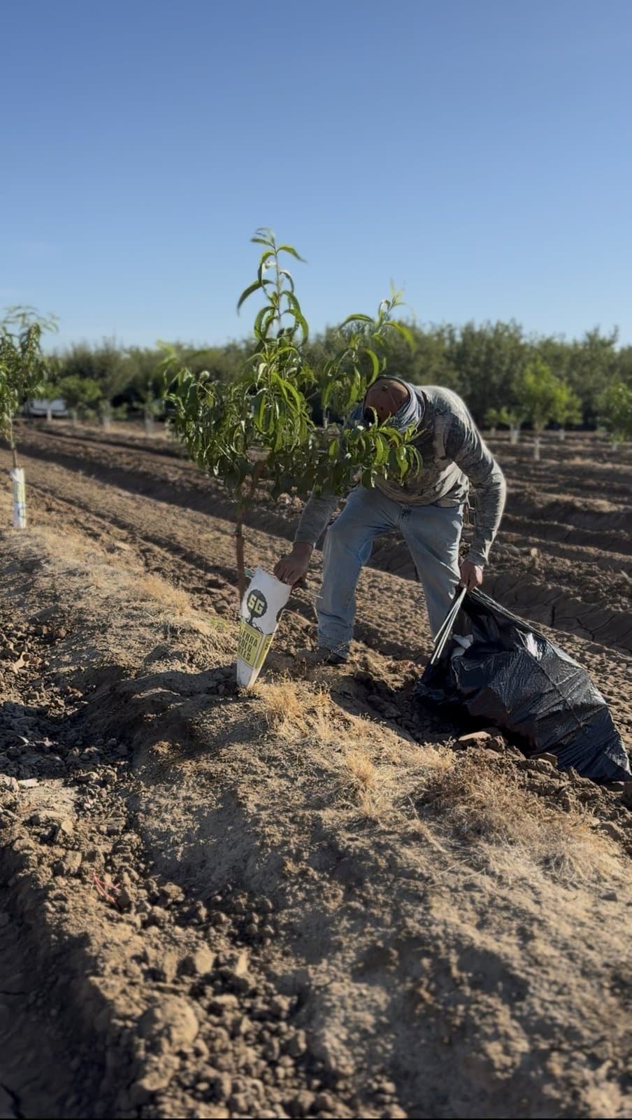 Urbina Farm Management crew at work, photo 7