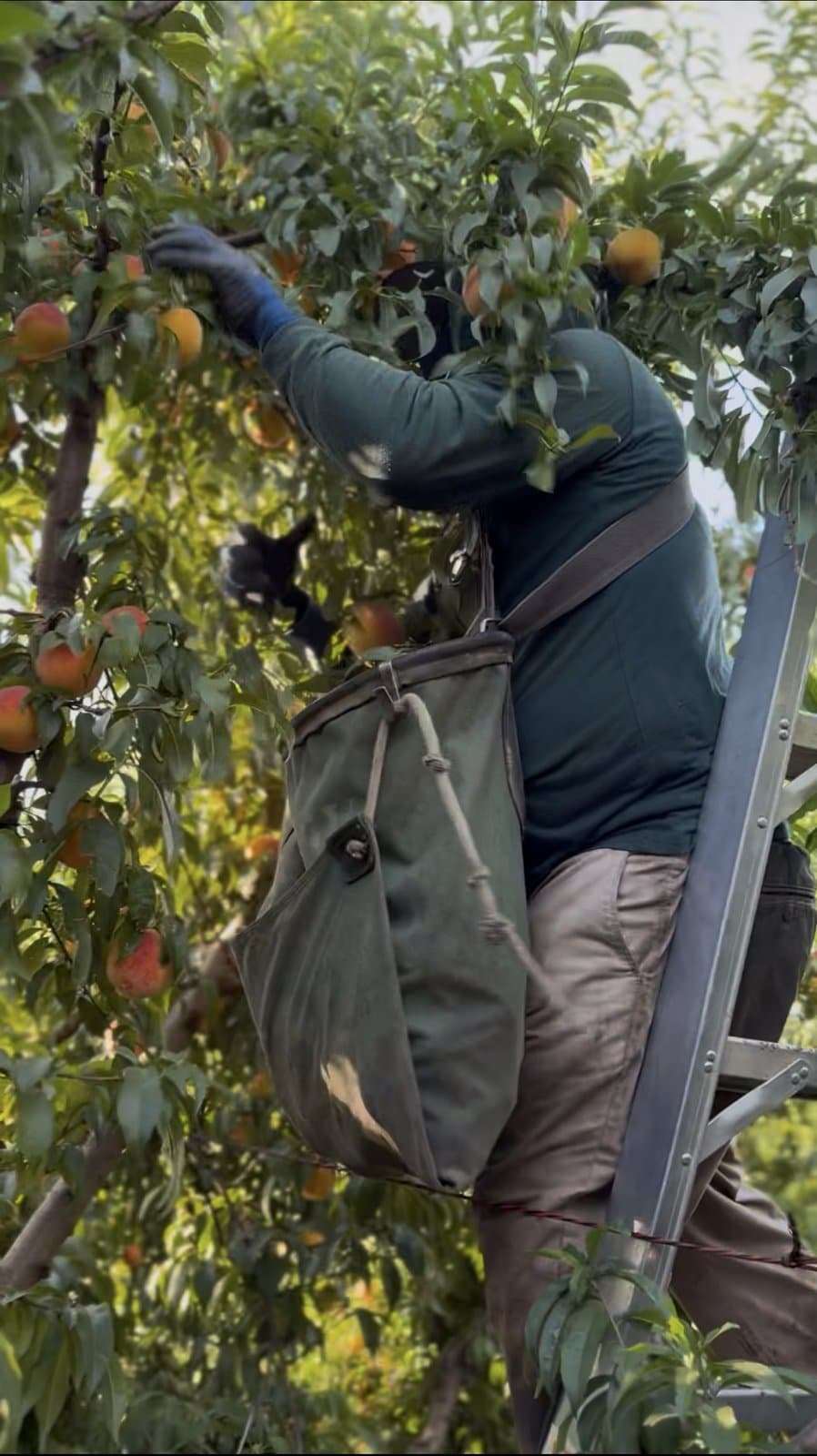 Urbina Farm Management crew at work, photo 8