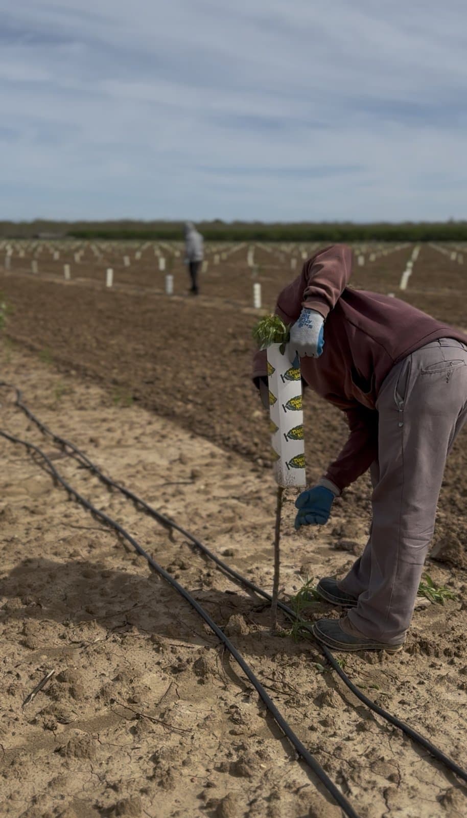 Urbina Farm Management crew at work, photo 9