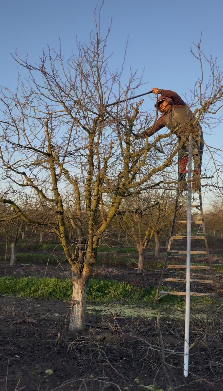 Urbina Farm Management crew at work, photo 10