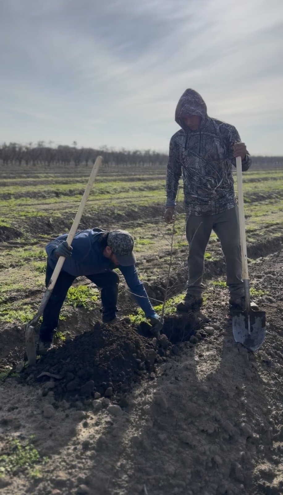 Urbina Farm Management crew at work, photo 11