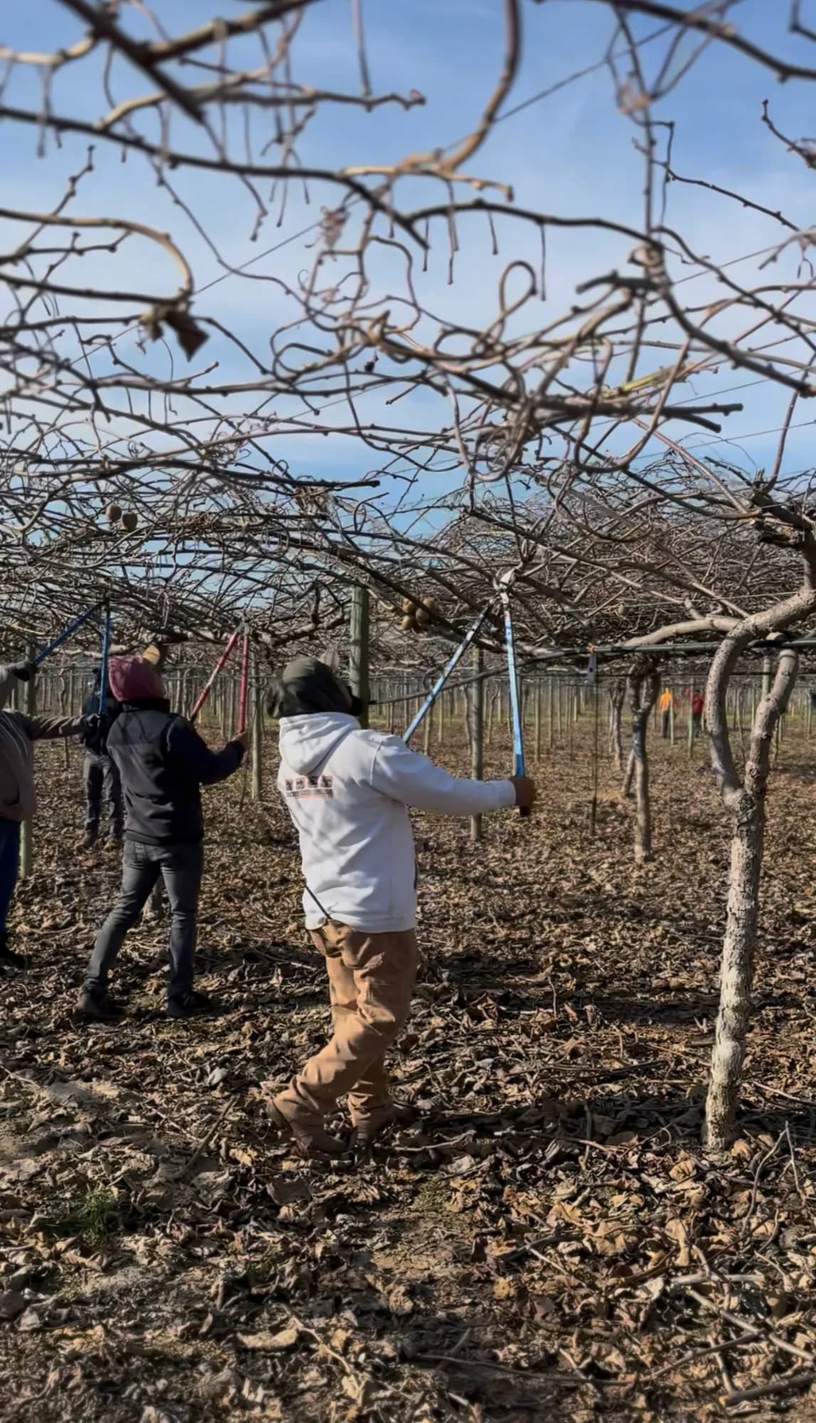 Urbina Farm Management crew at work, photo 4