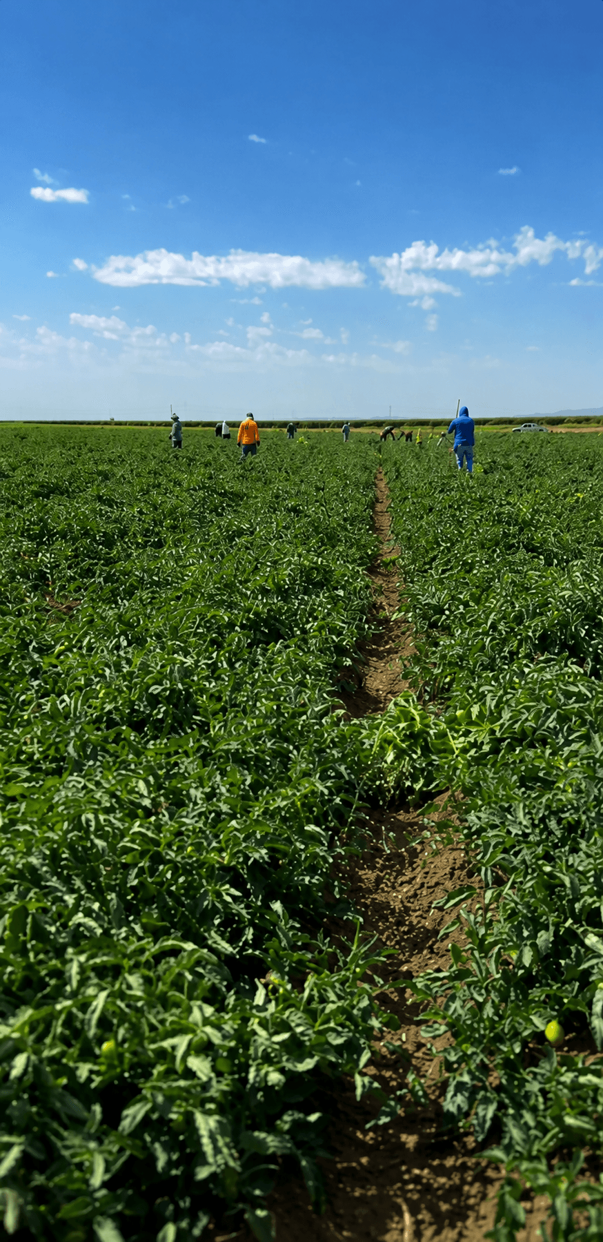 Urbina Farm Management crew at work, photo 5