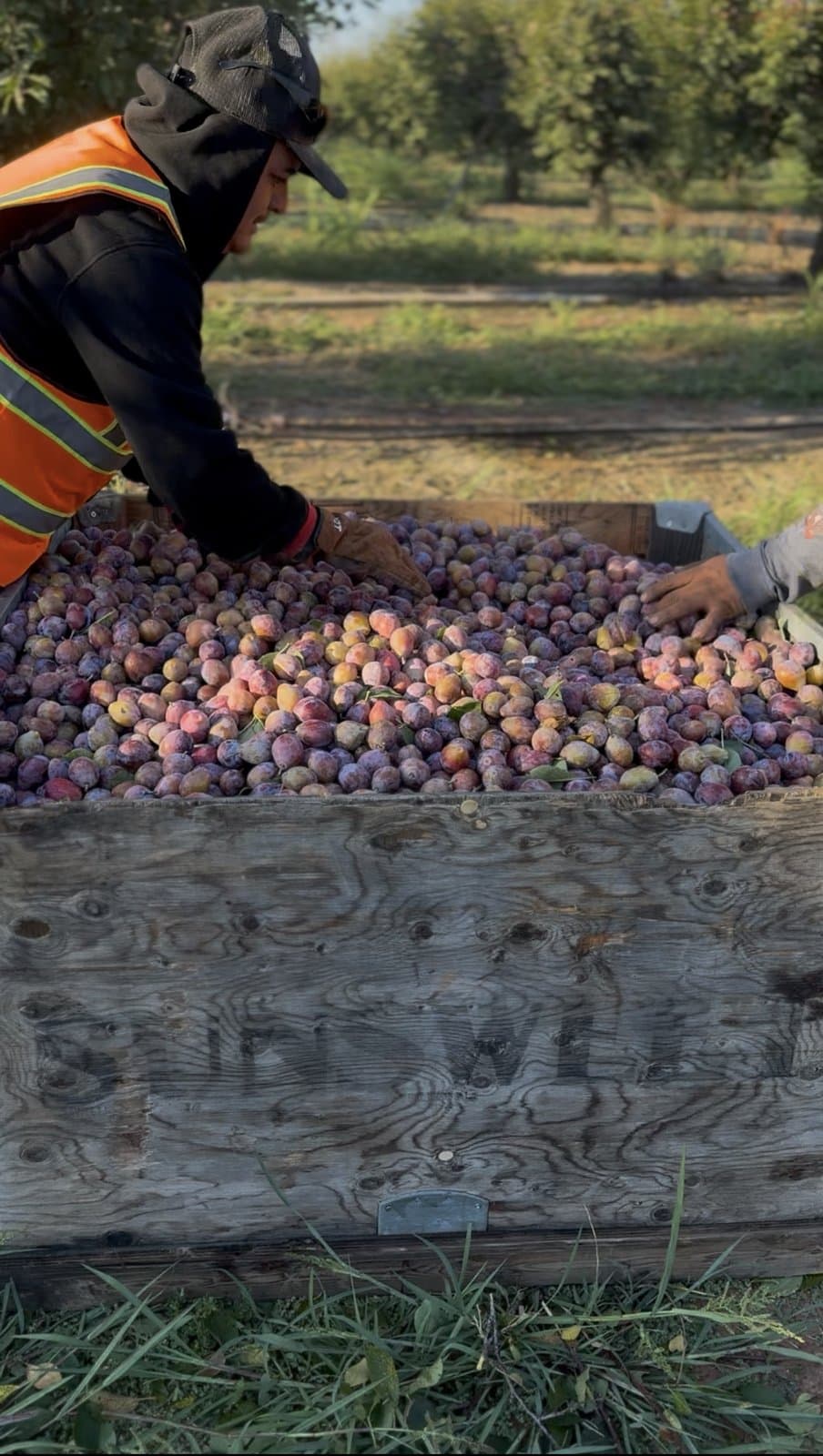 Urbina Farm Management crew at work, photo 6